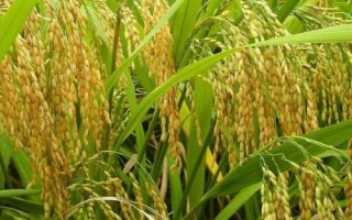 寶兩優(yōu)奧香絲水稻品種簡介，每畝插足基本苗8萬以上