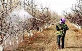 使用植物防凍劑的時間，晚秋、初冬、春季倒春寒這幾個時期最合適