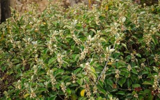木半夏與胡頹子有什么區(qū)別，植物類型、葉片、花朵等方面均不同