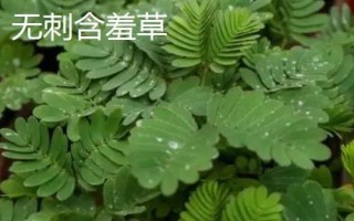 含羞草的生長環(huán)境，適合在溫暖濕潤且陽光充足的環(huán)境中生長
