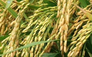 雄兩優(yōu)255水稻種子特點(diǎn)，防治好稻飛虱