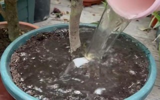 怎么澆花，不干不澆，澆則澆透