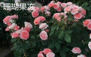 花開的多又抗病的月季品種有哪些，黃從容和夢(mèng)光環(huán)選的較多