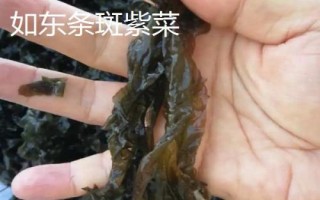 江蘇南通市如東縣的特產(chǎn)，如東條斑紫菜暢銷各地