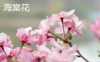 天竺葵和海棠花有什么區(qū)別，花期、葉片、株高等方面均不同