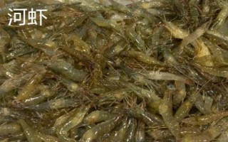 如何手竿釣鱸魚，是兇猛的肉食性魚類