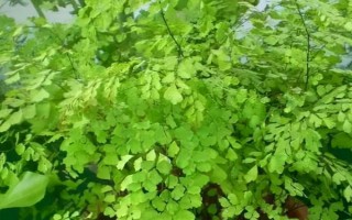 鐵線蕨能不能曬，鐵線蕨喜散光
