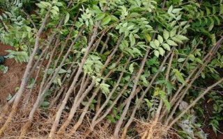 花椒樹苗什么時候種植，秋季8-9月份之間種植最佳