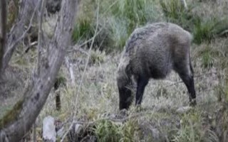 野豬害怕的東西和驅(qū)趕方法，害怕其它猛獸和強(qiáng)光