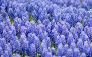 風(fēng)信子簡介，20世紀(jì)50年代開始傳入中國