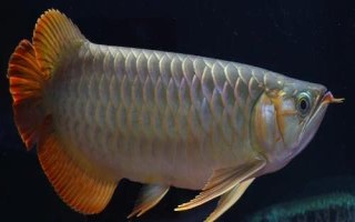 龍魚為什么會斷尾，斷尾了還會長出來