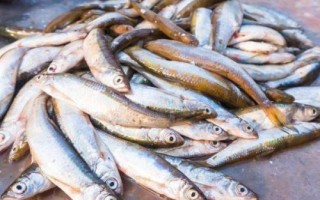 海夕魚鉤簡(jiǎn)介，是黑坑或競(jìng)技釣常用的鉤型