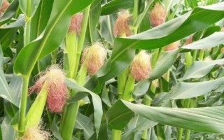 博新35玉米種子特點，合理安排種植密度