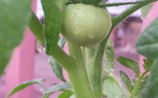 番茄是蔬菜還是水果，既是水果又是蔬菜