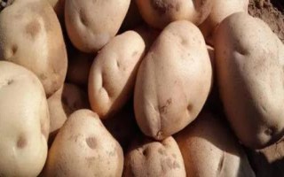 土豆有哪些病蟲害，常見的有軟腐病、干腐病、晚疫病等
