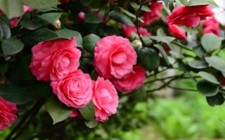 冬季怎么養(yǎng)茶花，應(yīng)放置在亮一些的位置來養(yǎng)