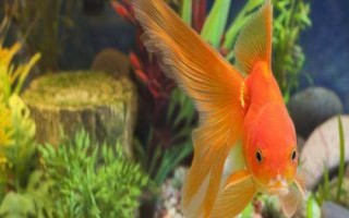 雌雄金魚(yú)如何區(qū)分，雄魚(yú)瘦長(zhǎng)、雌魚(yú)短圓