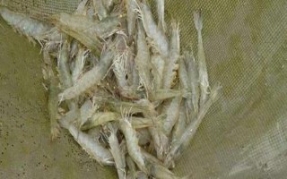 南美白對(duì)蝦的養(yǎng)殖方法，產(chǎn)量高、價(jià)值高、抗病力強(qiáng)