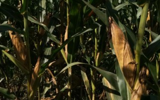 CS200玉米種子特點，密度5000株/畝