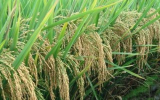 華兩優(yōu)2834水稻種子特點，全生育期138.2天