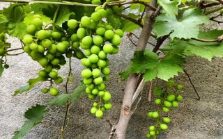 葡萄樹怎樣過冬，埋防寒土前10天應(yīng)灌一次封凍水