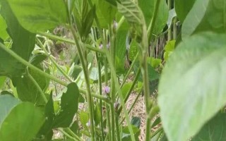 綏農(nóng)42大豆品種簡介，該品種無限結(jié)莢習(xí)性