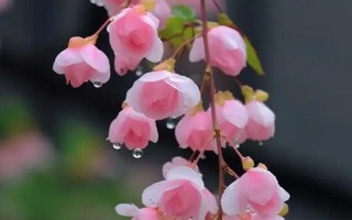 海棠花何時開放，不同品種的花期有區(qū)別