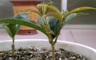桂花怎么養(yǎng)護(hù)才可以更旺盛，每隔一周澆水1-2次
