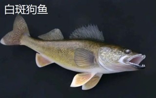 狗魚的生活習(xí)性，我國有黑斑狗魚和白斑狗魚兩種