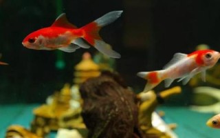 初次養(yǎng)魚的注意事項(xiàng)，要選擇容易養(yǎng)活的品種