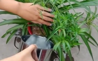 春天吊蘭多少度可發(fā)芽，室內(nèi)的溫度達(dá)到12℃以上即可
