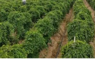 怎么防治山藥斑紋病，播種前可用多菌靈等藥物浸種