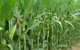 強(qiáng)盛103玉米種子特征特性，機(jī)械或人工播種