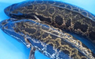 黑魚是不是世界上最臟的魚，鯰魚比黑魚更臟