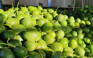 牛油果的成熟時間，一般為8-9月份