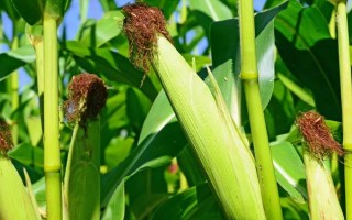 鑫豐盛9898玉米種子特點(diǎn)，適宜播期4月中下旬