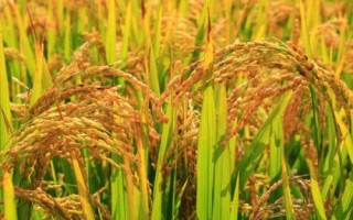 隆兩優(yōu)1377的產(chǎn)量表現(xiàn)，平均畝產(chǎn)482.02千克