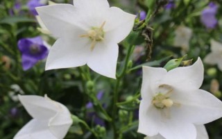 白色桔梗的花語，寓意純潔善良、無怨無悔等