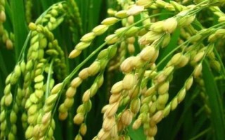 連粳6188水稻品種簡(jiǎn)介，旱育秧每畝播量35~40公斤