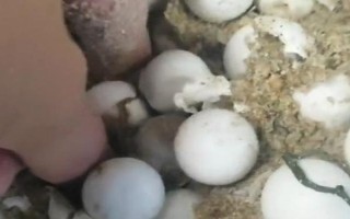甲魚(yú)的孵化溫度，以33℃左右為宜