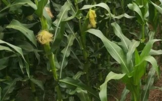 泰美甜3號玉米種簡介，生育期為85.8天