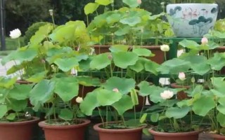 荷花為什么會(huì)爛根，可能是水量過多、施肥過量等因素造成