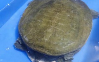 水魚可以放生到河里嗎，可以放生但要選擇放到小河中