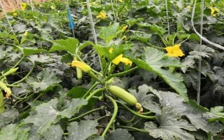 種植角瓜的時(shí)間和方法，一般以5月上旬、9月上旬為宜