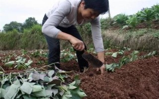 紅薯的收獲時間，通常是在9-11月份左右