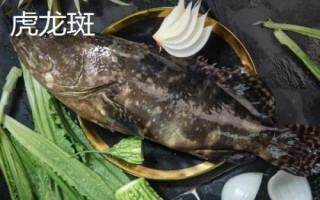 淡水石斑魚苗的品種，不同品種分布區(qū)域不同