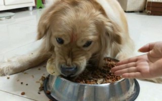 狗狗護食怎么糾正，先改變喂食方法
