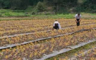 楓樹苗的價(jià)格和繁殖方式，會受到品種、規(guī)格、樹齡等條件的影響