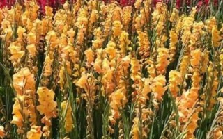 唐菖蒲怎么養(yǎng)殖，夏季要避免陽光直射