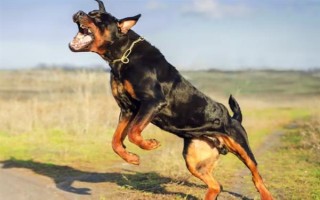 有哪些短毛大型犬，包括大丹犬、杜賓犬、羅威納犬等品種